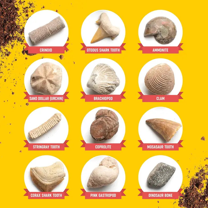 Fossil Dig Kit