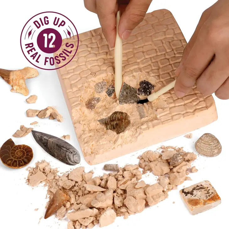 Fossil Dig Kit